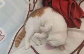 超绝可爱熟睡小猫