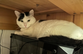 小白猫咪就喜欢窝在深色地方