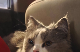 喜欢冒密的看这里