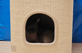 给咪买了新窝