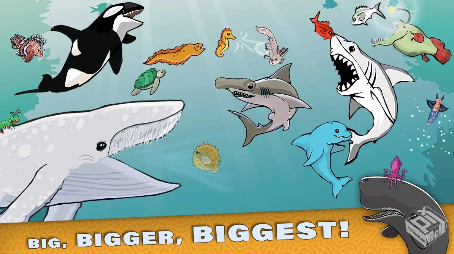 【皇家鱼】官方中文