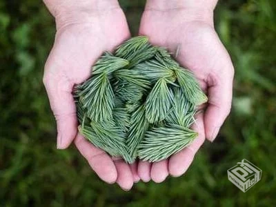 探索CSS3鼠标点击效果的神奇魅力 如何通过...